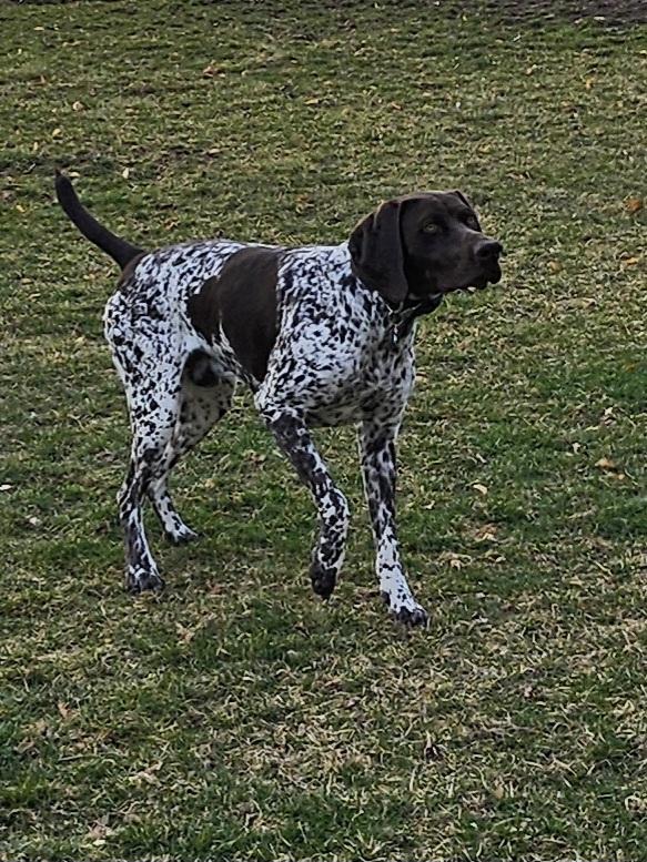 Loki